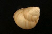 藏品(扁蝸牛)的圖片